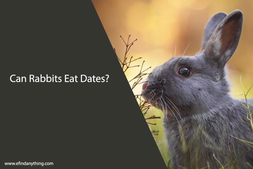 Can Rabbits Eat Dates?