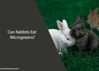 Can Rabbits Eat Microgreens