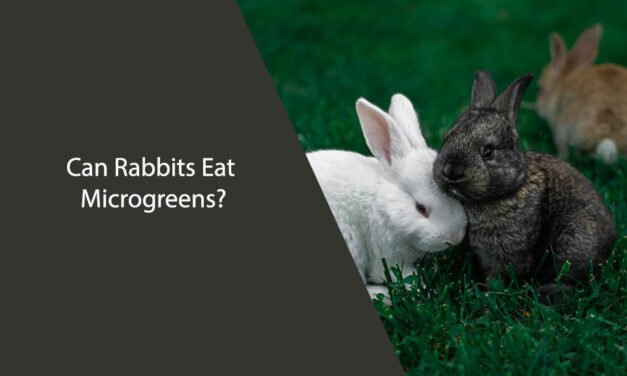 Can Rabbits Eat Microgreens?