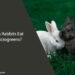 Can Rabbits Eat Microgreens