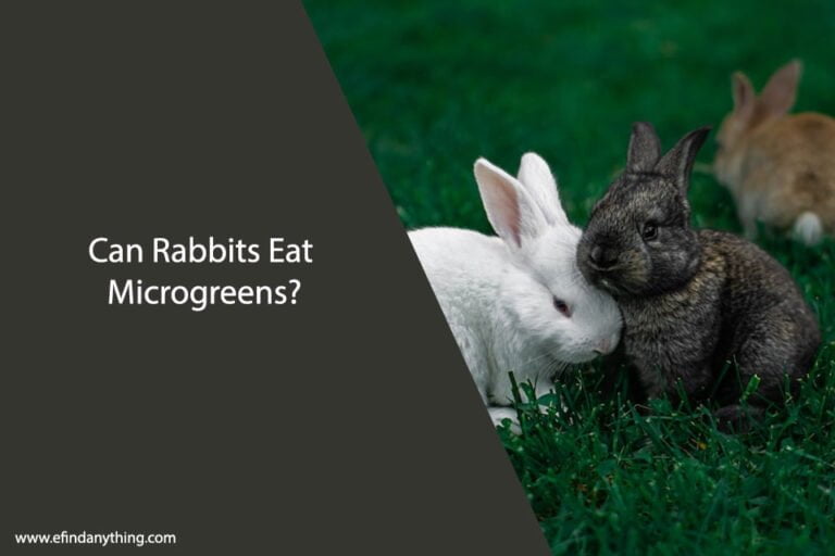 Can Rabbits Eat Microgreens