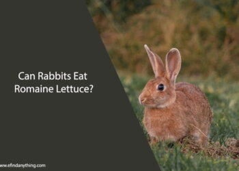 Can Rabbits Eat Romaine Lettuce