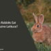 Can Rabbits Eat Romaine Lettuce