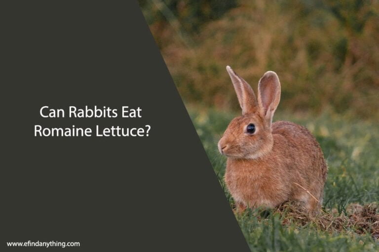 Can Rabbits Eat Romaine Lettuce