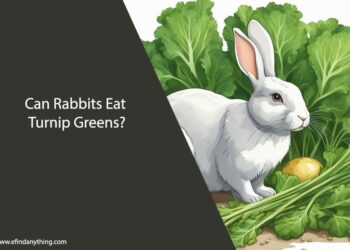 Can Rabbits Eat Turnip Greens