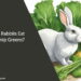 Can Rabbits Eat Turnip Greens