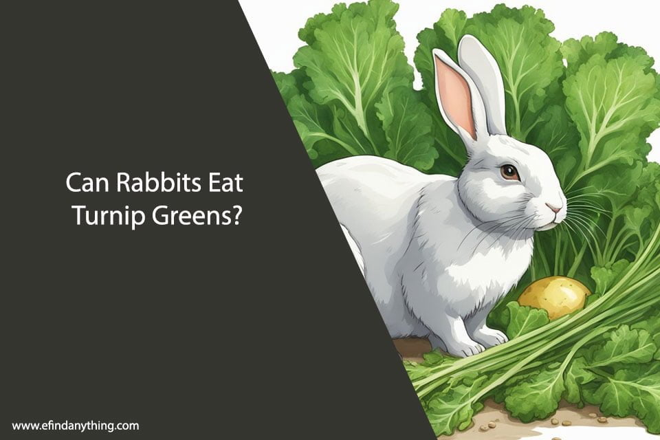 Can Rabbits Eat Turnip Greens?