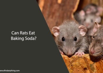 Can Rats Eat Baking Soda
