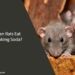 Can Rats Eat Baking Soda
