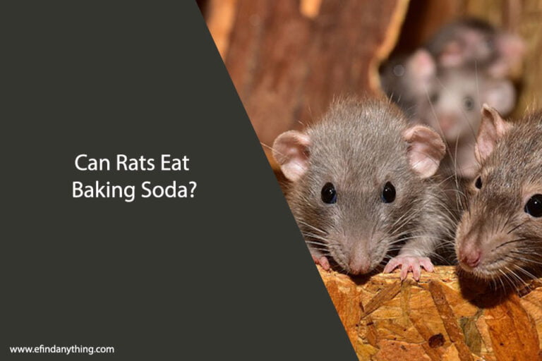 Can Rats Eat Baking Soda