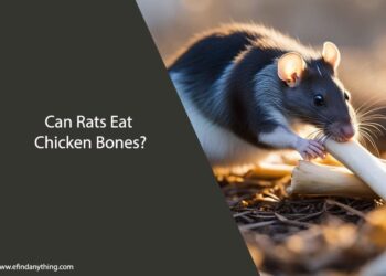Can Rats Eat Chicken Bones