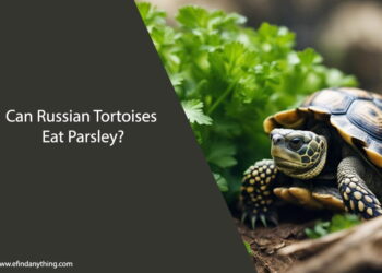 Can Russian Tortoises Eat Parsley