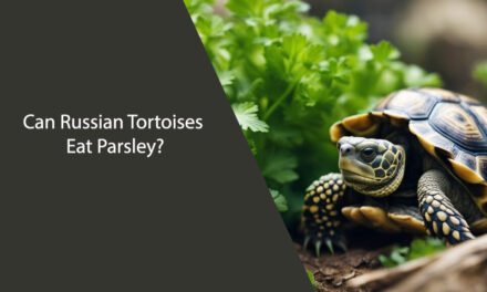 Can Russian Tortoises Eat Parsley?