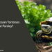 Can Russian Tortoises Eat Parsley