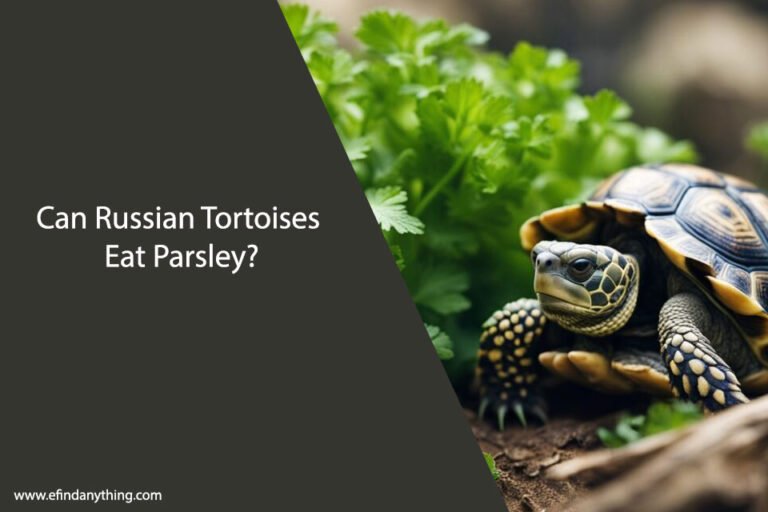 Can Russian Tortoises Eat Parsley