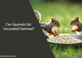 Can Squirrels Eat Uncooked Oatmeal
