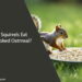 Can Squirrels Eat Uncooked Oatmeal