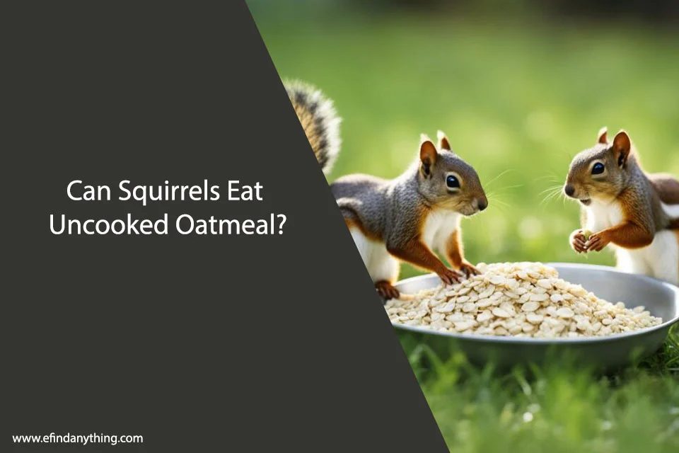 Can Squirrels Eat Uncooked Oatmeal