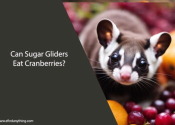 Can Sugar Gliders Eat Cranberries