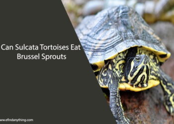 Can Sulcata Tortoises Eat Brussel Sprouts