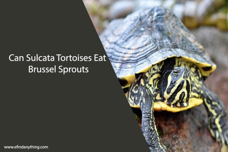Can Sulcata Tortoises Eat Brussel Sprouts