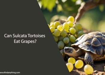 Can Sulcata Tortoises Eat Grapes