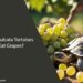 Can Sulcata Tortoises Eat Grapes