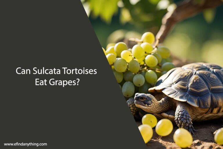 Can Sulcata Tortoises Eat Grapes