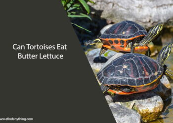 Can Tortoises Eat Butter Lettuce