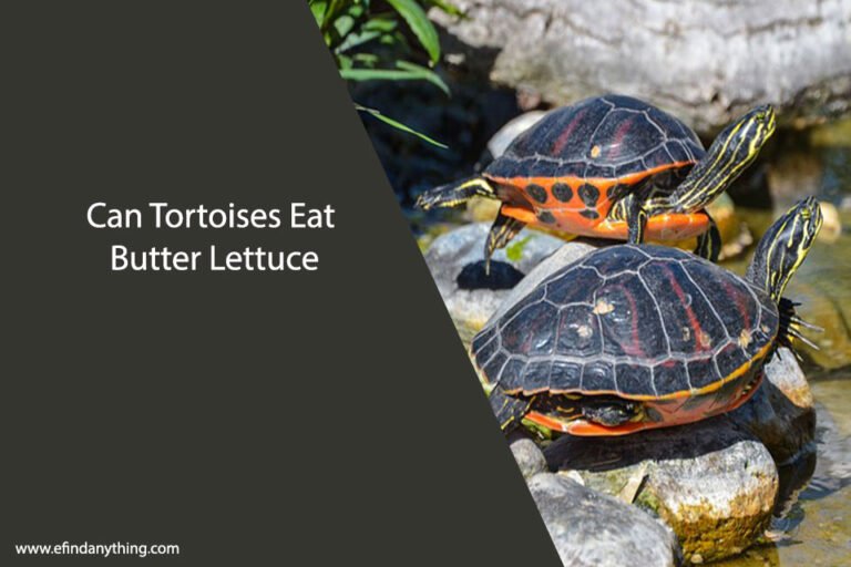 Can Tortoises Eat Butter Lettuce