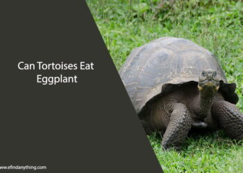 Can Tortoises Eat Eggplant