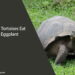 Can Tortoises Eat Eggplant
