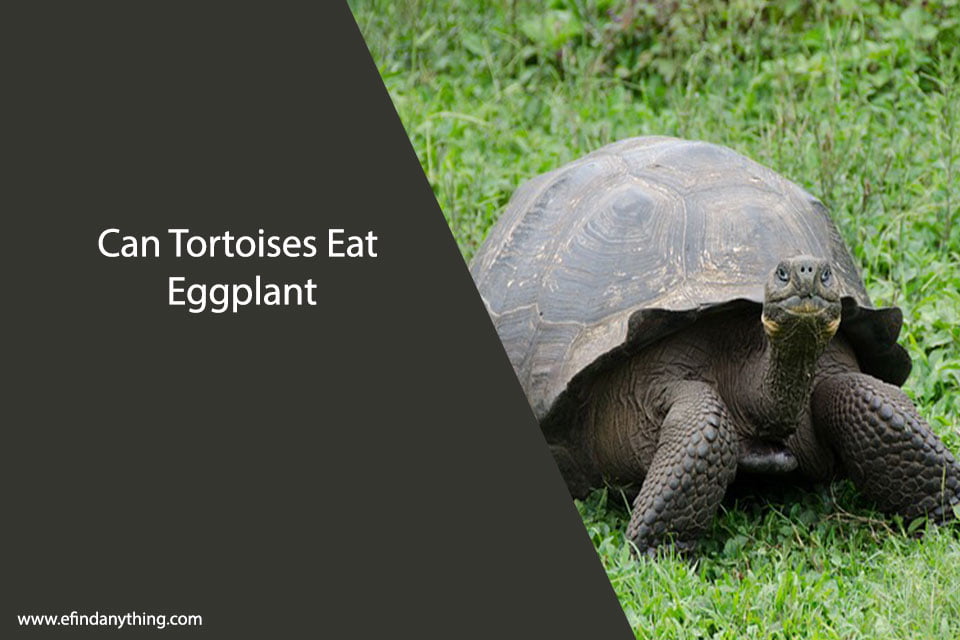 Can Tortoises Eat Eggplant