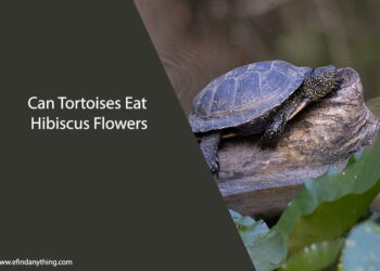 Can Tortoises Eat Hibiscus Flowers