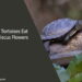 Can Tortoises Eat Hibiscus Flowers