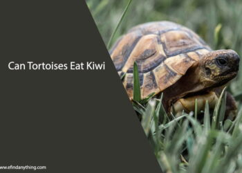 Can Tortoises Eat Kiwi
