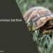 Can Tortoises Eat Kiwi