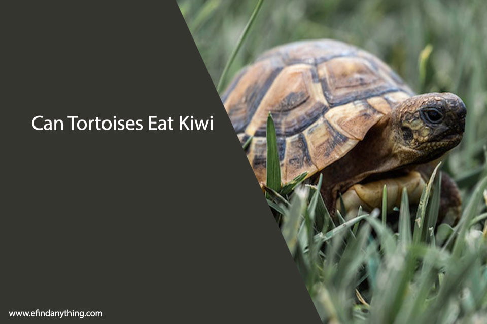 Can Tortoises Eat Kiwi