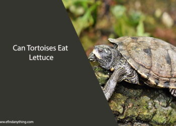 Can Tortoises Eat Lettuce