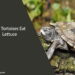 Can Tortoises Eat Lettuce