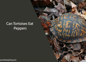 Can Tortoises Eat Peppers