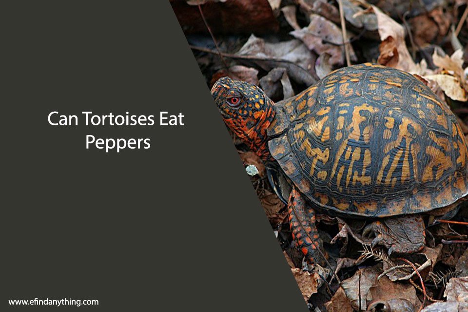 Can Tortoises Eat Peppers