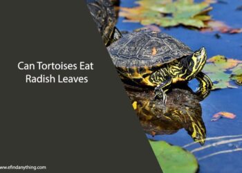 Can Tortoises Eat Radish Leaves