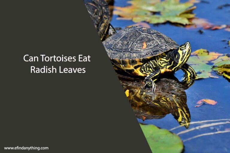 Can Tortoises Eat Radish Leaves
