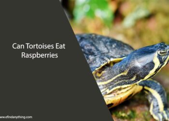 Can Tortoises Eat Raspberries