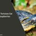 Can Tortoises Eat Raspberries