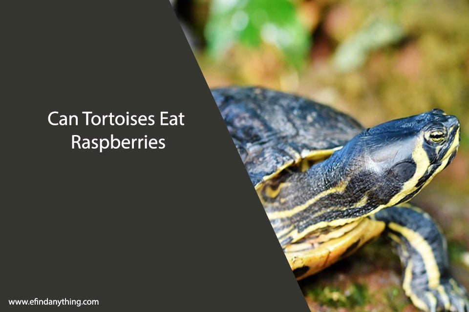 Can Tortoises Eat Raspberries? A Comprehensive Guide