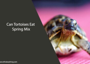 Can Tortoises Eat Spring Mix