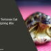 Can Tortoises Eat Spring Mix