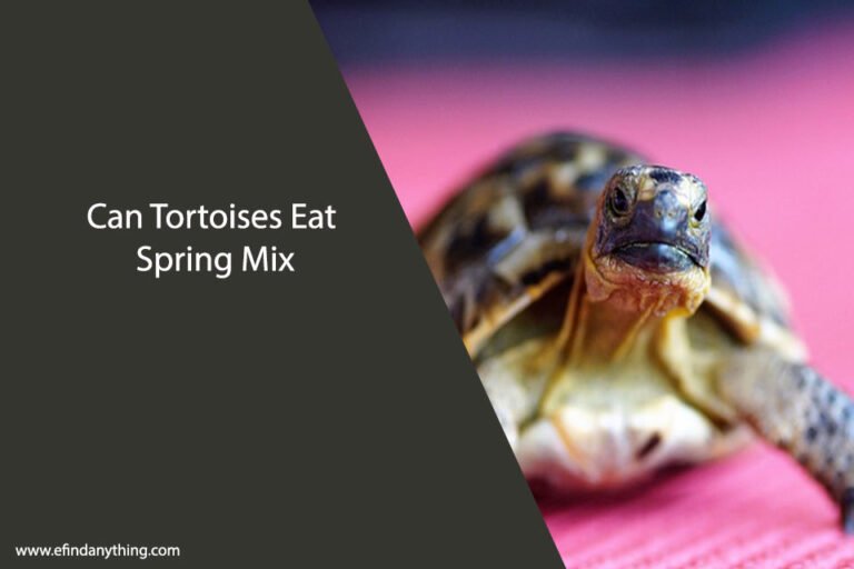 Can Tortoises Eat Spring Mix